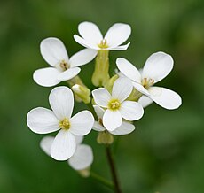 Arabidopsis thaliana in flower: a loose cluster of small four-petalled
               white flowers with yellow centres, on a thin green stem